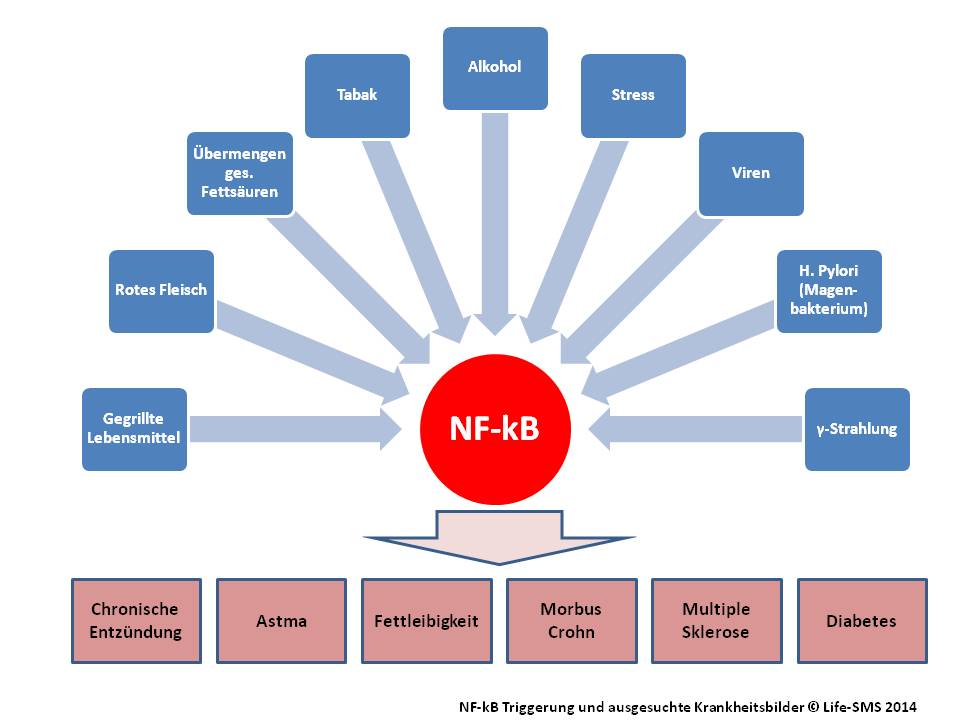 Chronische Entzündung und NF-kB