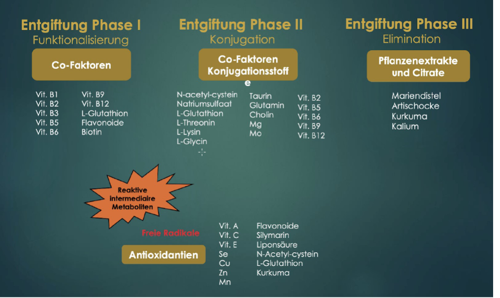 Entgiftung in 3 Phasen: Funktionalisierung, Konjugation, Elimination