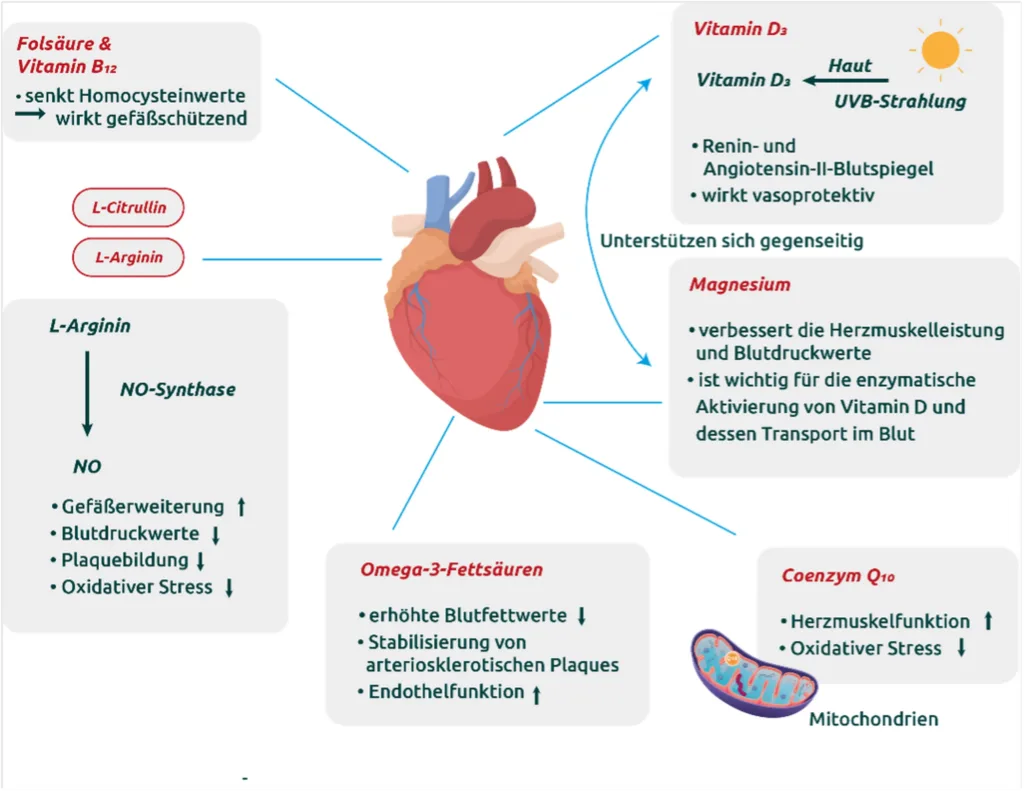 Schaubild: Überblick über Herz-Kreislauf aktive Mikronährstoffe