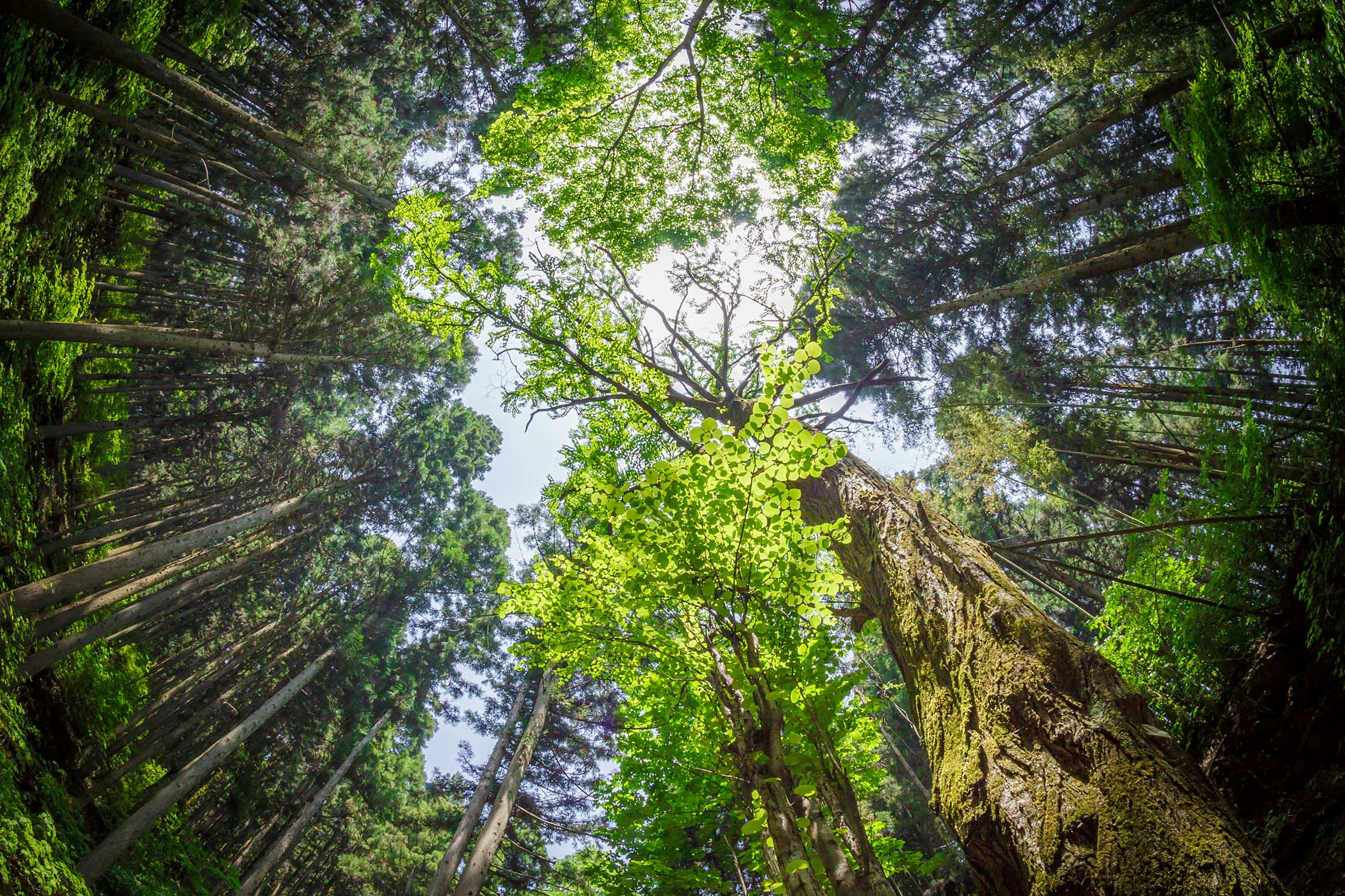 @mitsuo-komoriya_wald-blick-in-baumkronen_unsplash Foto zeigt Blick im Wald in die Baumkronen als Sinnbild für Vitalität und Energie